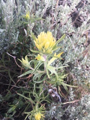 Castilleja flava flava