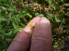 Malacothrix clevelandii