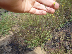 Malacothrix clevelandii