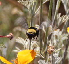 Bombus crotchii