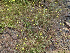 Malacothrix clevelandii