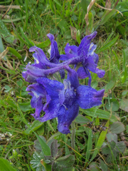 Delphinium decorum decorum