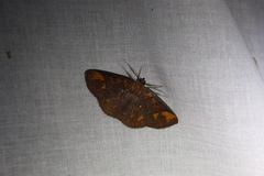 Thysanopyga amarantha