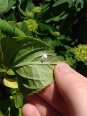 Pulvinaria hydrangeae