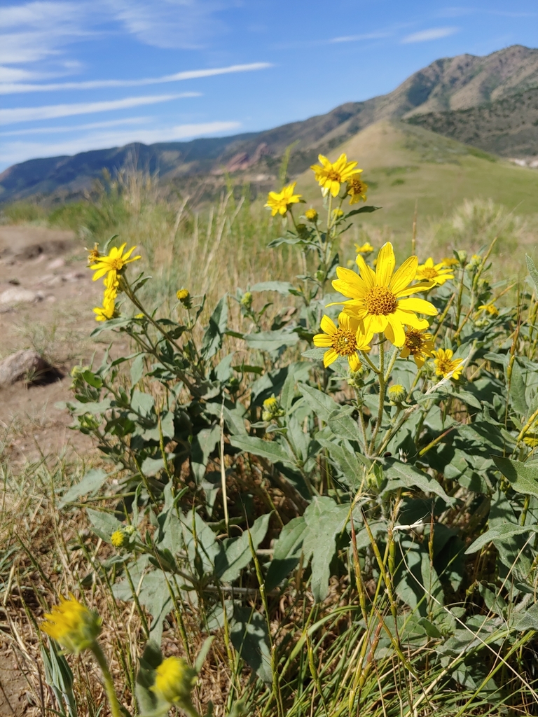 Little Sunflower