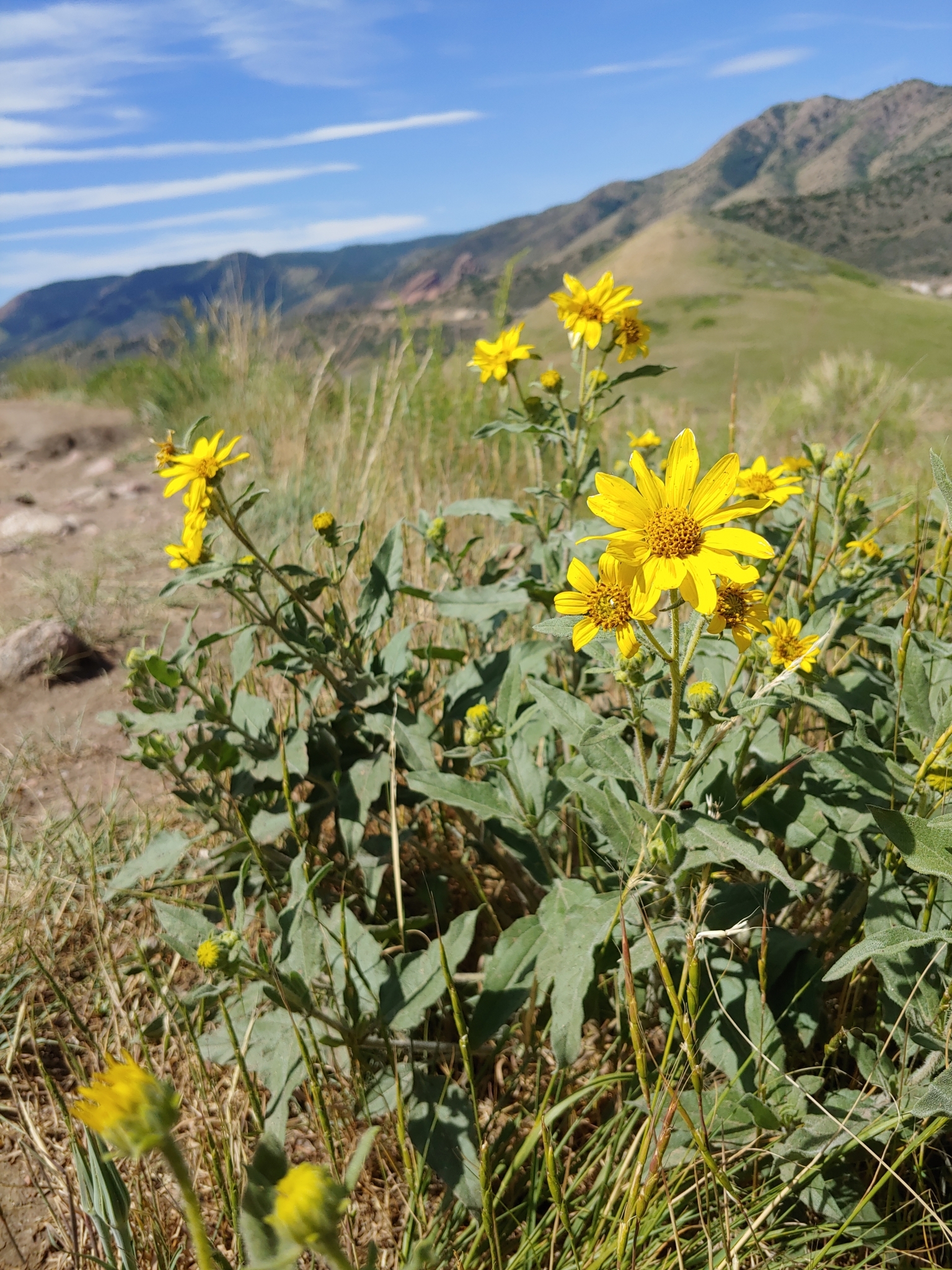 Helianthus pumilus