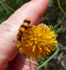 Trichodes bibalteatus