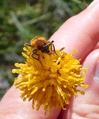 Trichodes bibalteatus