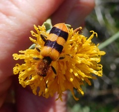 Trichodes bibalteatus