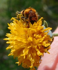 Trichodes bibalteatus