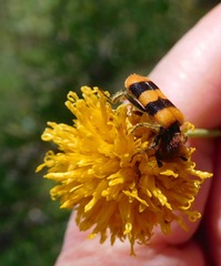 Trichodes bibalteatus