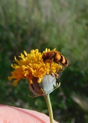 Trichodes bibalteatus