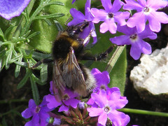 Bombus hortorum