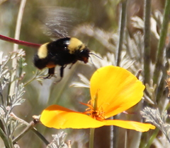 Bombus crotchii