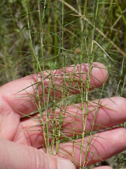 Muhlenbergia utilis