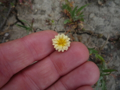 Microseris douglasii