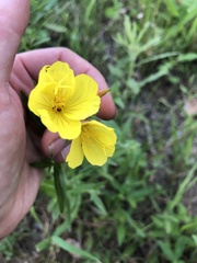 Oenothera pilosella
