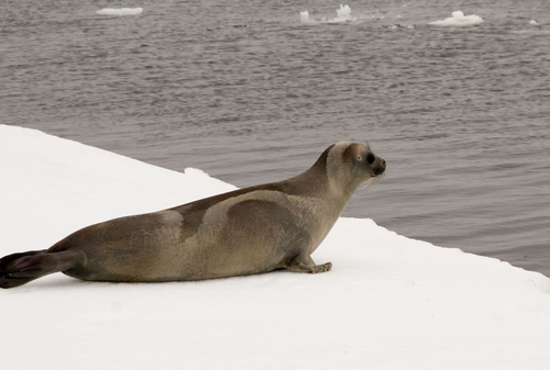 Ribbon Seal