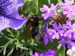 Bombus hortorum