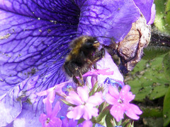 Bombus hortorum