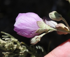 Malacothamnus fasciculatus nesioticus