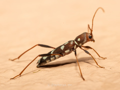 Clytocera chionospila