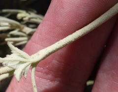 Malacothamnus fasciculatus nesioticus