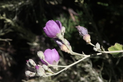 Malacothamnus fasciculatus nesioticus