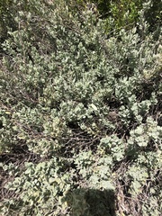 Salvia chamaedryoides