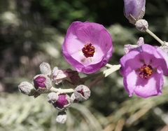 Malacothamnus fasciculatus nesioticus