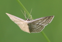 Scopula virgulata