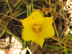 Calochortus monophyllus