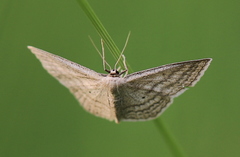 Scopula virgulata