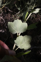 Malacothamnus fasciculatus nesioticus