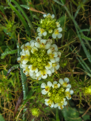 Triphysaria floribunda