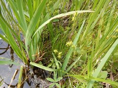 Stellulatae