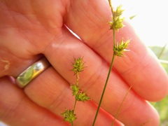 Stellulatae