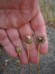 Microseris douglasii