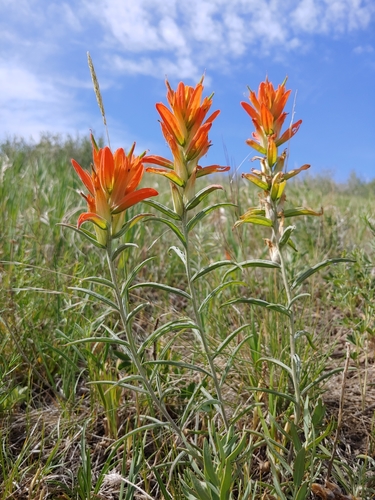 Wholeleaf Paintbrush