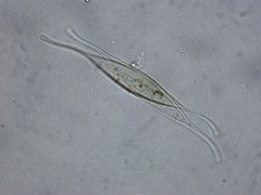 Nitzschia reversa