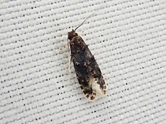 Tineidae clade b