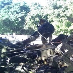 Urocyon cinereoargenteus