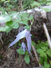 Clematis occidentalis