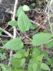 Clematis occidentalis