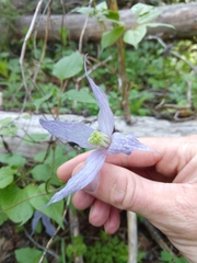 Clematis occidentalis