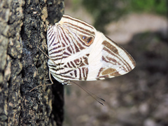 Colobura dirce dirce