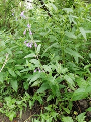 Nepeta sibirica