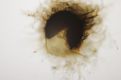 Golovinomyces montagnei