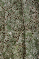 Golovinomyces montagnei