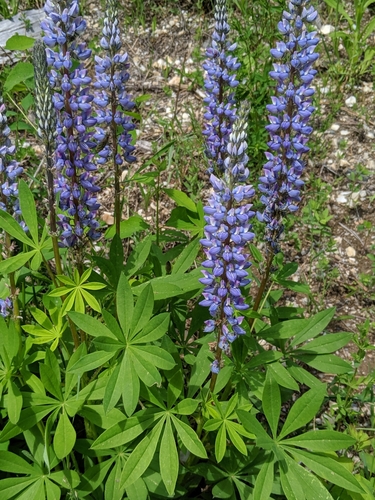Lupinus burkei